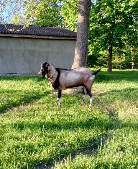 Цап англо-нуюійської породи