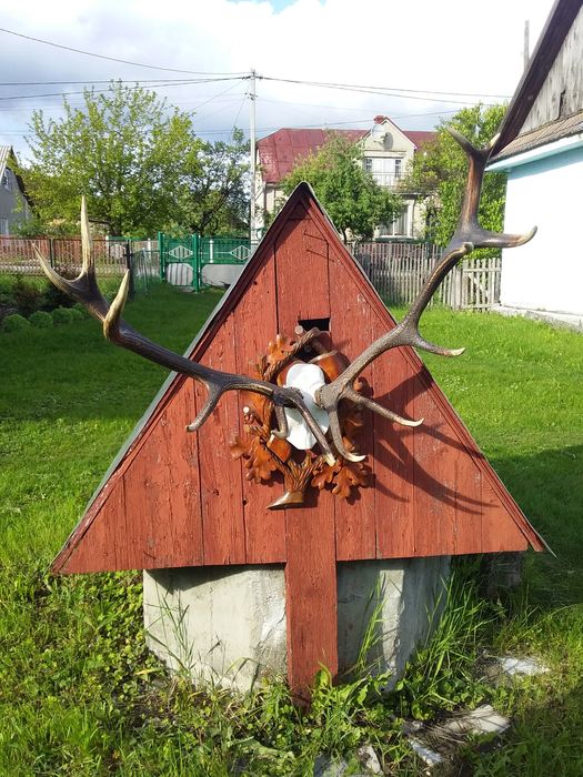 Оленячі роги натуральні