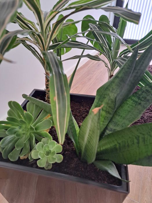 Planta de interior + vaso - Só 22€