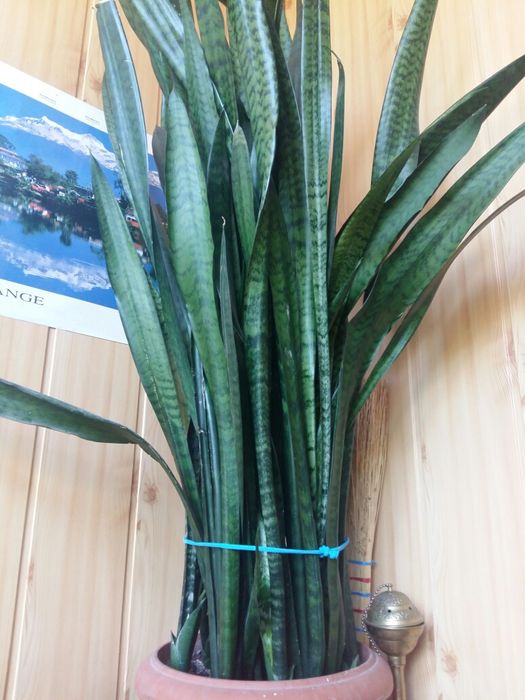 Цветок  Сенсеверия большой в офис и не только