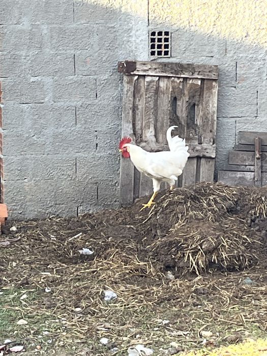 Coquichas Brancas !!