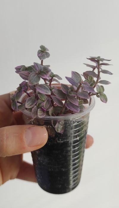 Фікус бенжаміна Twilight, Moclame, традесканція, калізія