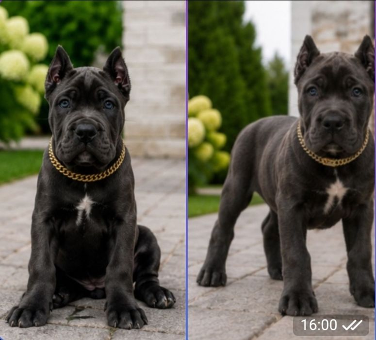 Продам сірі дівчинки кане корсо