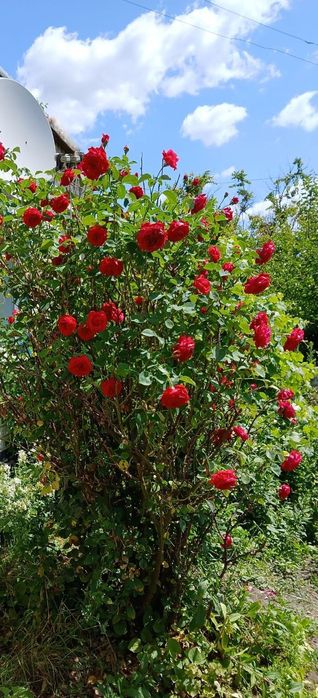 Продам будинок в тихому місці