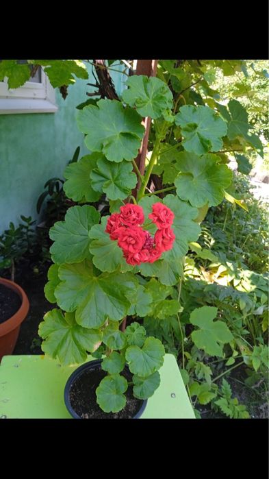 Продам цветы