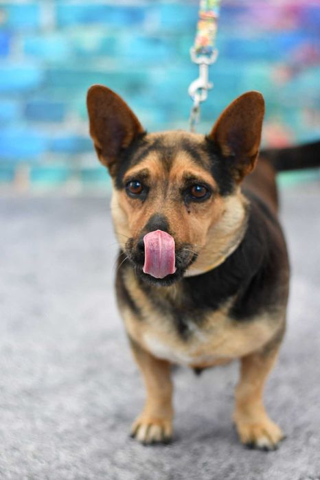 Malutka Fifi szuka rodzinki do pokochania!