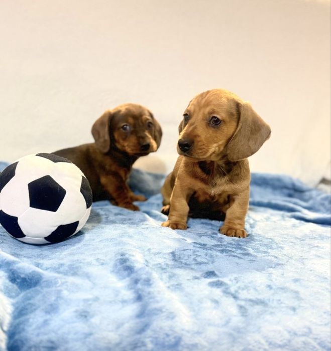 Teckel excelente menino