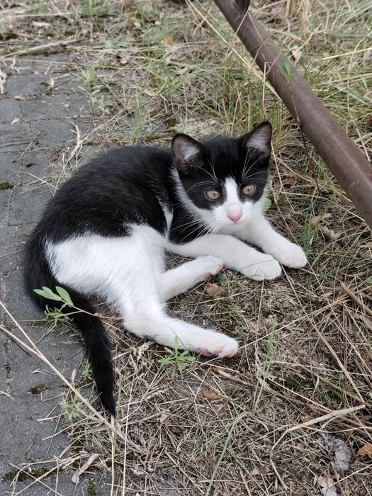 Kotki do adopcji