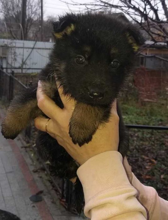 цуценята німецької вівчарки