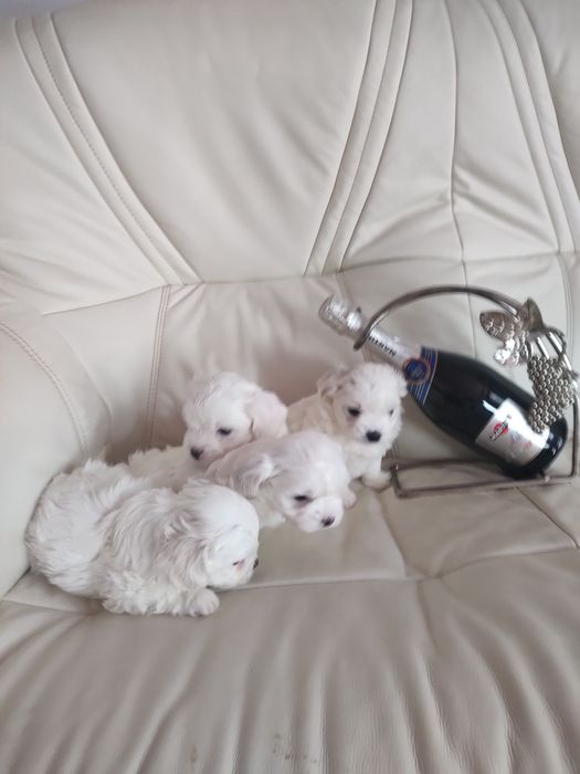 Мальтійські болоночки