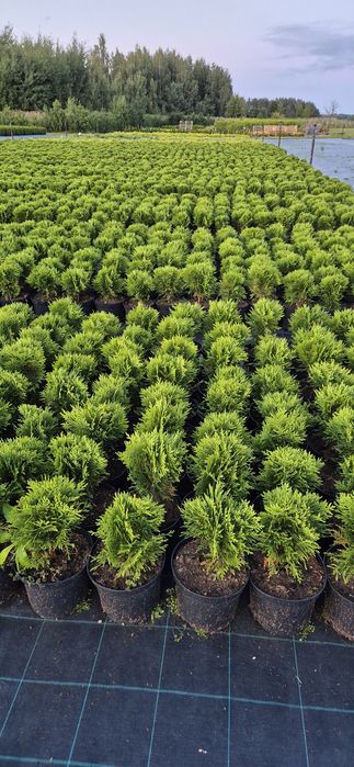 Tuja Danica Thuja C3 paszport hurt