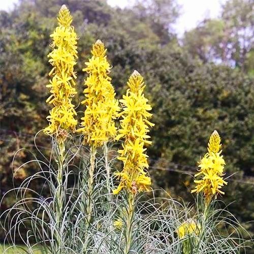 Асфоделіна жовта