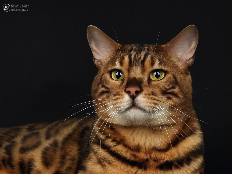 В'язка бенгалський кіт