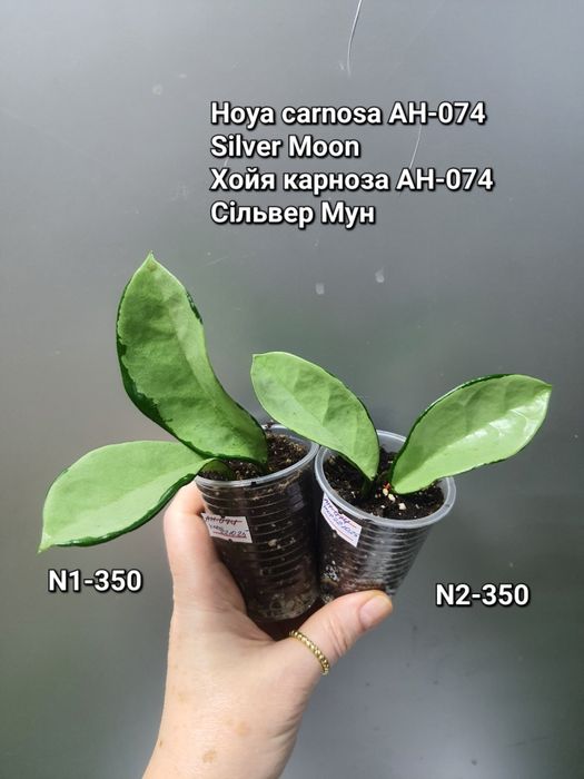 Хойя Вілбур Грейвс/АН-074