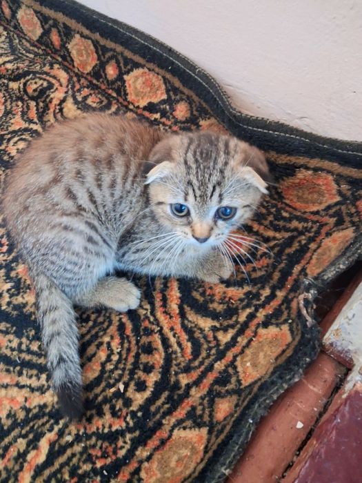 Шотландські кошенята