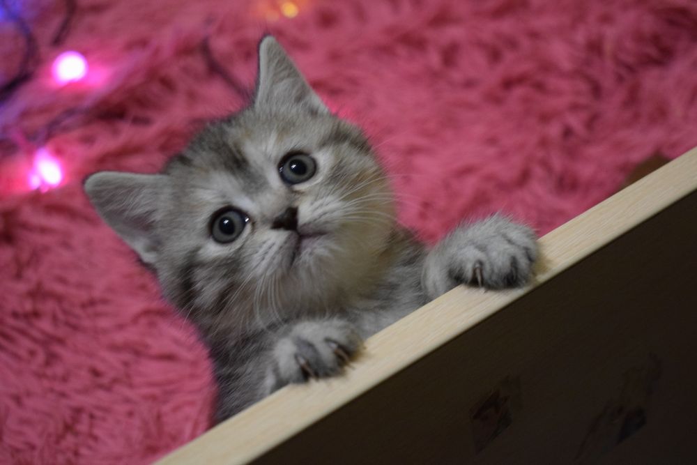 Шотландські кошенята, котенок, котята  срібляста шиншила  фолд страйт