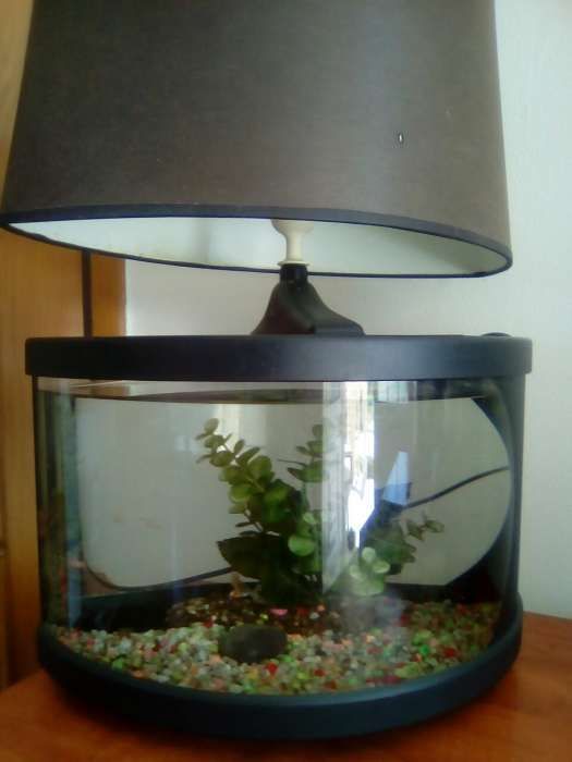 Aquário oval com candeeiro incorporado