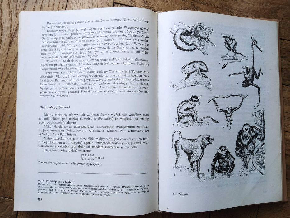 Zoologia S. Feliksiak