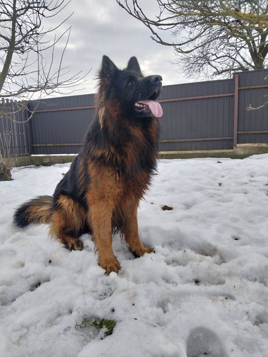 В'язка Німецької Вівчарки з документами КСУ