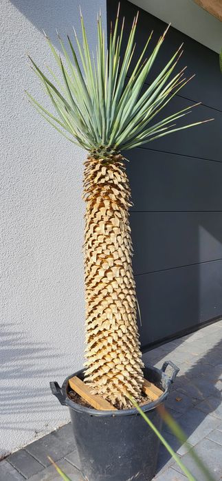 Yucca rigida. Yucca rostrata. Yucca filifera. Juka.