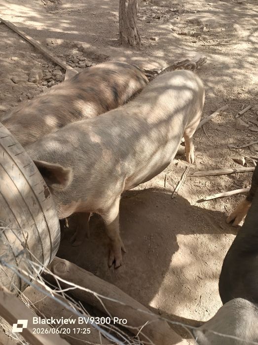 Porcos/Leitões troca con Cabras