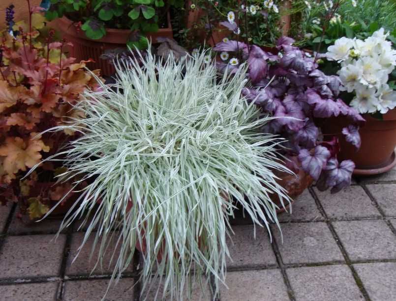 Модрина Pendula, Kornik, злаки, туї, ялівці