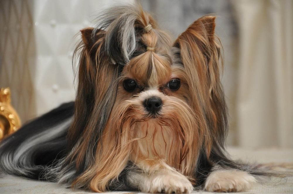 Маленький красунчик бівер йорк,  вязка