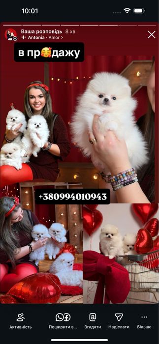 ‼️Exclusive VIP цуценята померанці. Померанський шпіц. Міні ведмедик