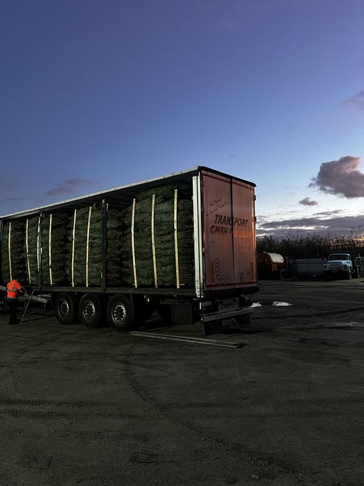 ОПТ Гурт Ялинка Нордман Nordmann VIP