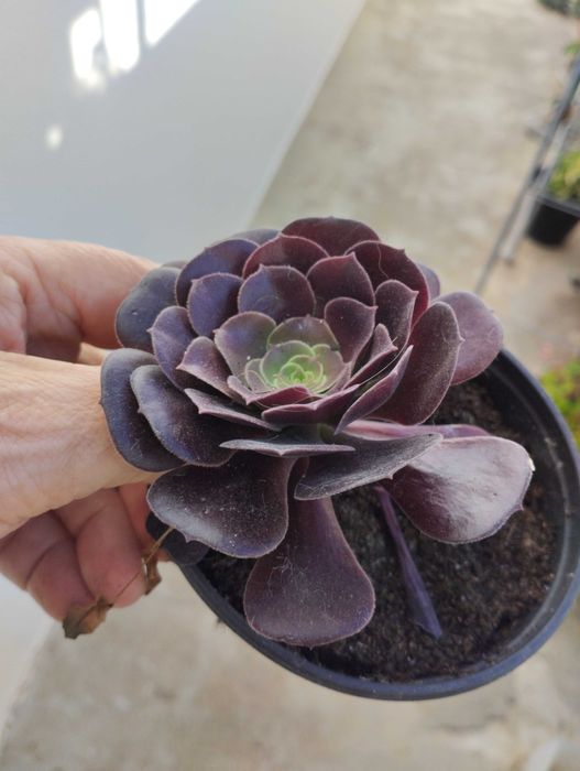 Suculentas envio CTT 1€