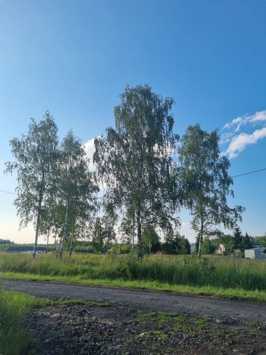 Działka  z brzozami - piękne miejsce na dom