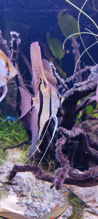 Skalar Pterophyllum Altum Rio nanay