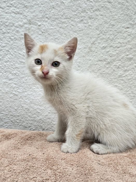 Kocurek do adopcji w dobre ręce piękny niewychodzący