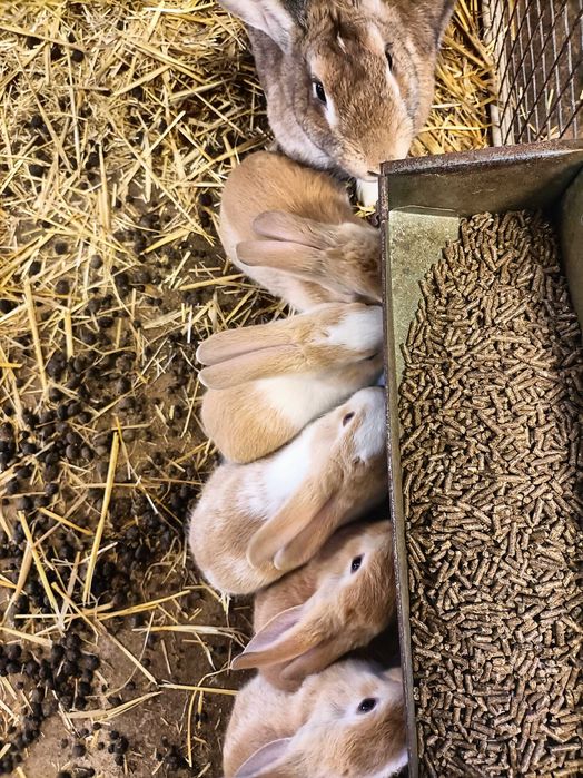 Venda de animais para criação ou abate