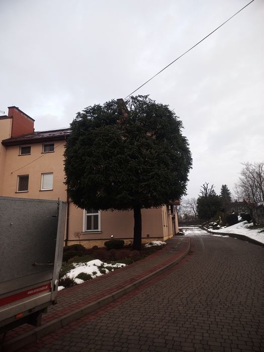 Wycinka i podcinka drzew, wynajem podnośnika z operatorem