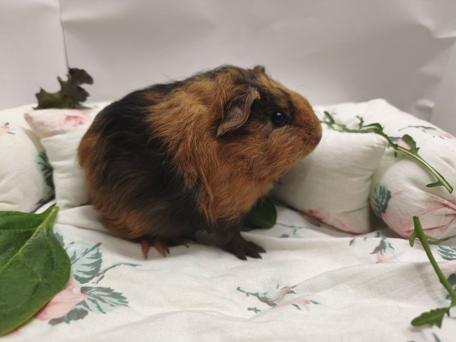 Пухнасті свинки! Свинки морські, морські свинки