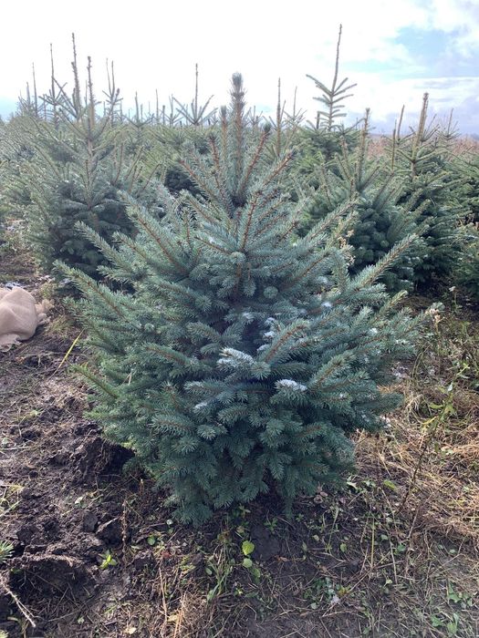 Продам ялинку Кейбаб у горщику