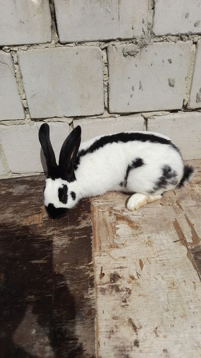 Srokacz olbrzym Osc