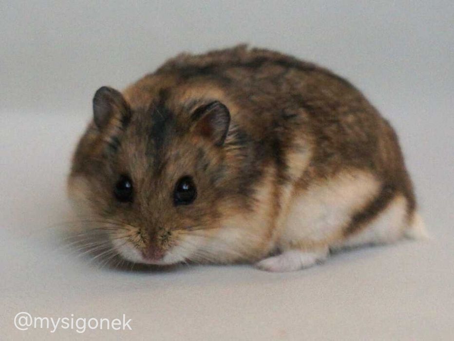 Chomiki Campbella z rodowodem