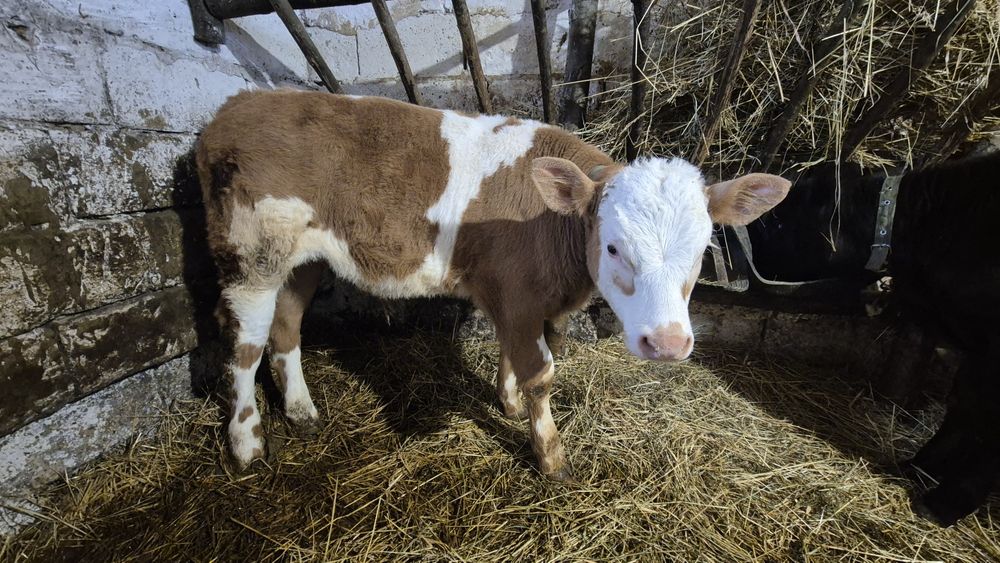 Продам бичка на утримання