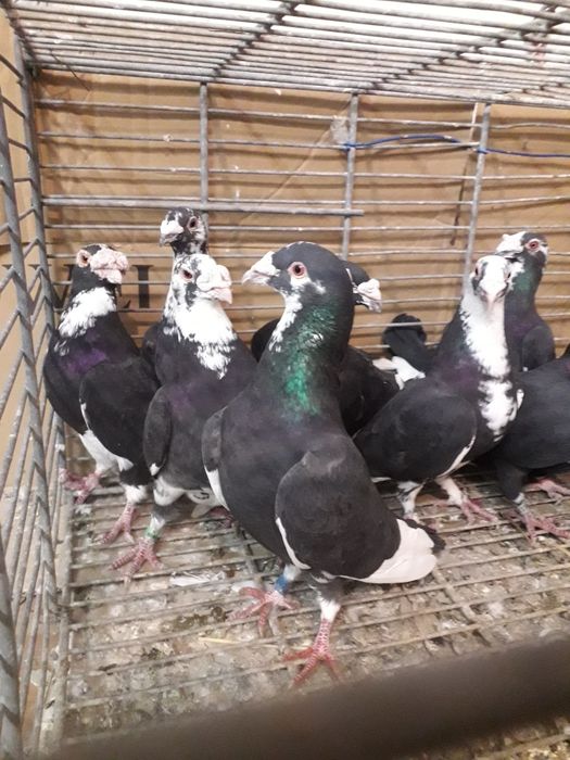 Gołębie Staropolskie