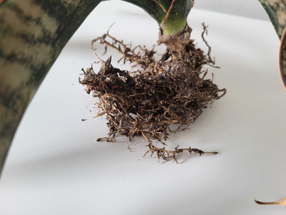 Sansevieria kirkii var. pulchra Coppertone - duża