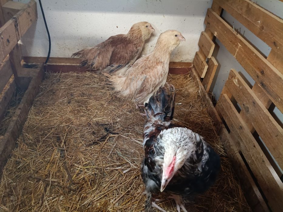 Cedo trio de Faveroles linhagem francêsa  09/2025