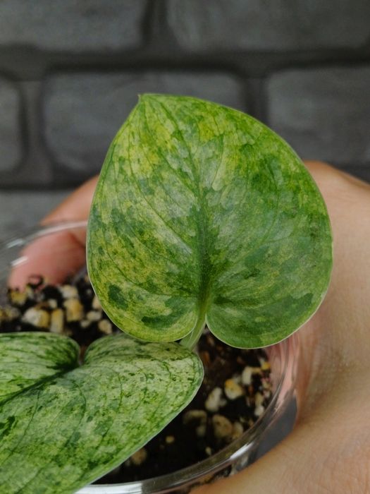 Scindapsus Dark Silver Cloud Variegata #2
