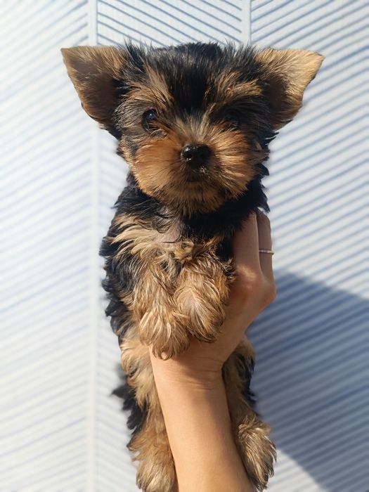 Мальчишки и девченка Йорки