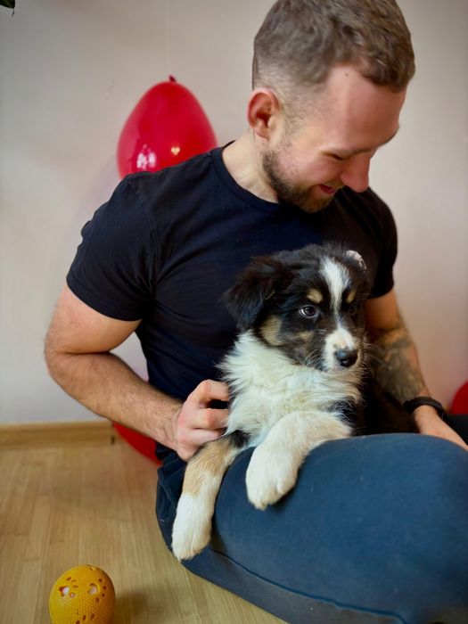 Owczarek Australijski-suczka