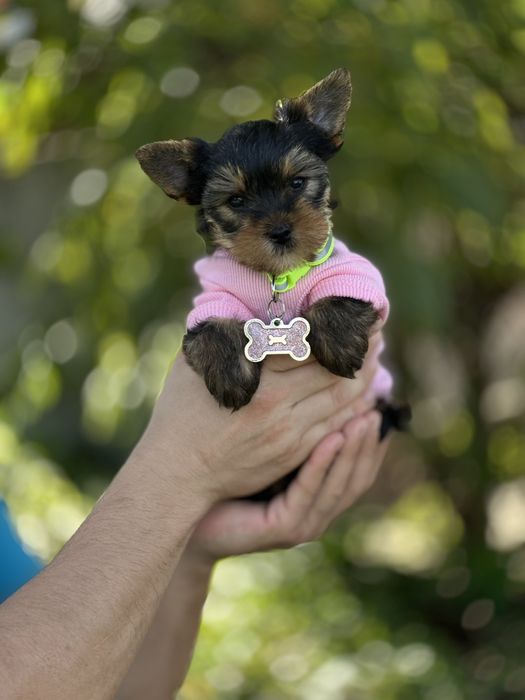 Йорк дівчинка, гарний колір шерсті