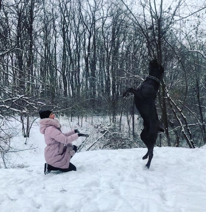 Вязка Кане Корсо