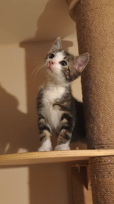 Kociaki cudne do adopcji