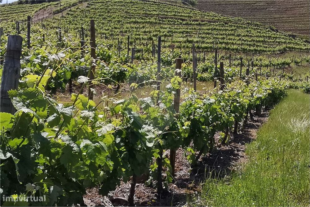 Terreno  para venda